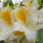 azalea knaphill persil blanc 1