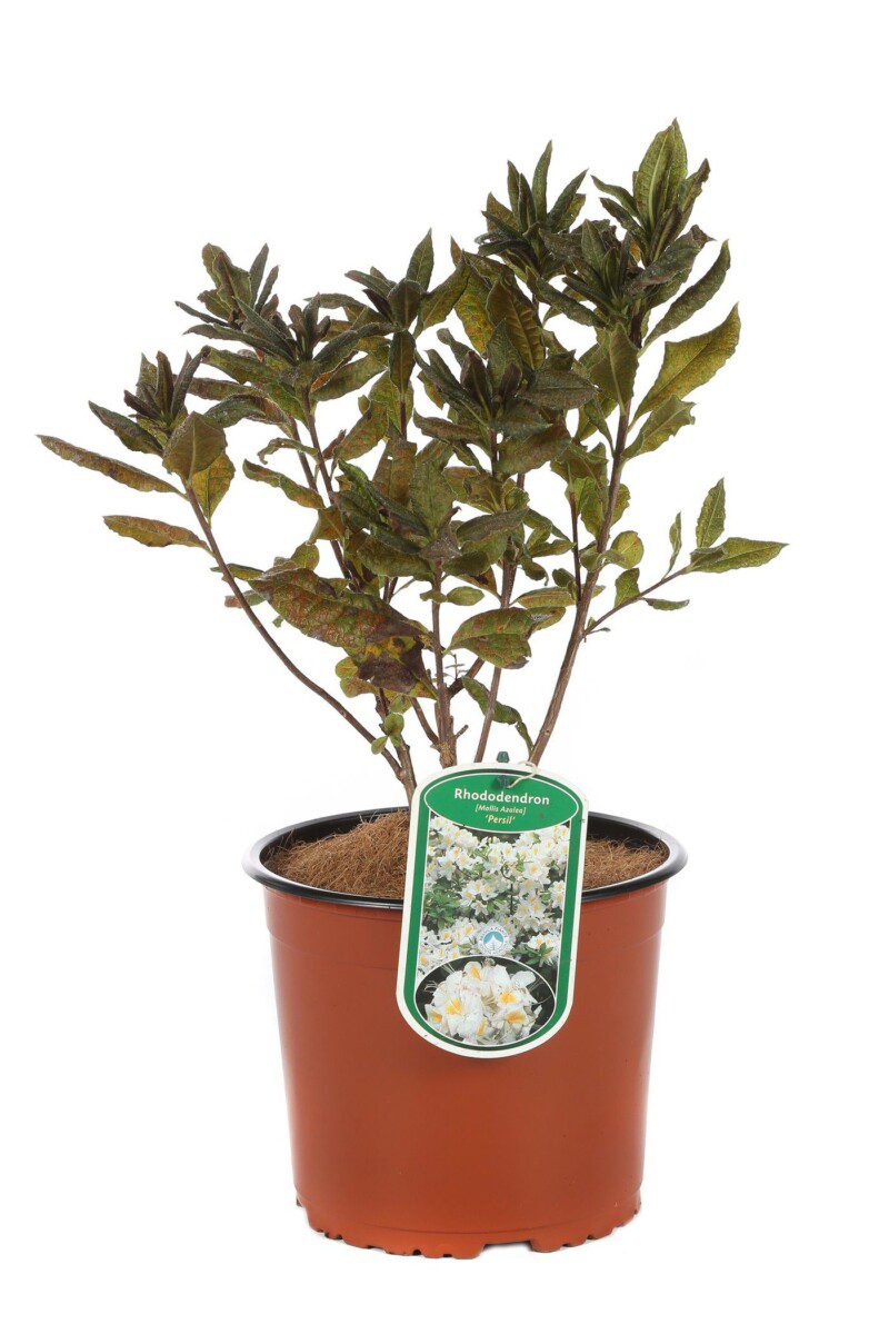 azalea knaphill persil blanc