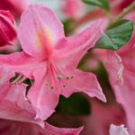 azalea mollis madame rose 1