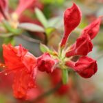 azalea mollis saturnus 1