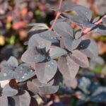 berberis ottawensis superba 1