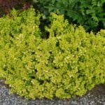 berberis thunbergii golden nugget