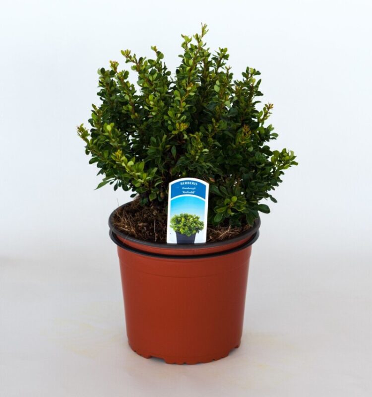 berberis thunbergii kobold