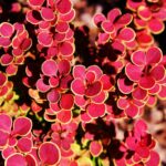 berberis thunbergii orange sunrise