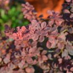 berberis thunbergii rose glow 1