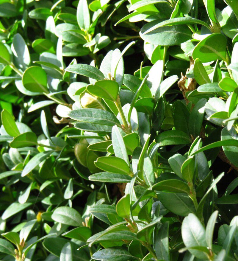 buxus sempervirens bosso
