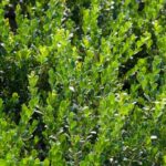 buxus sempervirens faulkner bosso 1