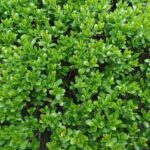 buxus sempervirens graham blandy bosso