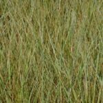 calamagrostis acutiflora overdam
