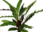 calathea insignis lancifolia 1