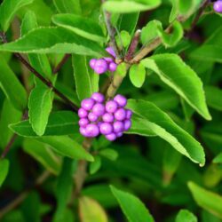 callicarpa dichotoma issai 1