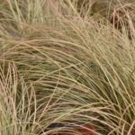 carex comans milk chocolate carice