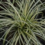 carex oschimemsis evergold carice 1