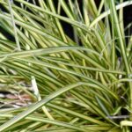 carex oschimemsis eversheen carice