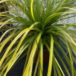 carex oschinensis everillo carice