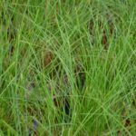 carex phoenix green carice