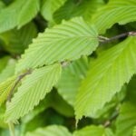 carpinus betulus carpino bianco