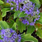 caryopteris clandonensis heavenly blue 1