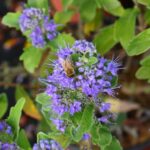 caryopteris clandonensis kewblue 2