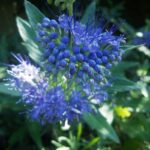 caryopteris grand blue