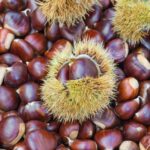 castanea sativa bouche de betizac castagno marrone 1