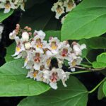 catalpa bignonioides 1