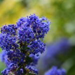 ceanothus delileanus gloire de versailles ceanoto