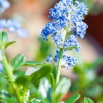 ceanothus impressus victoria ceanoto 1