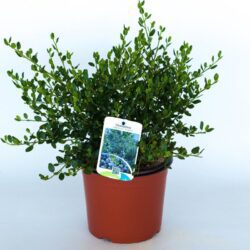 ceanothus pallidus marie simon ceanoto