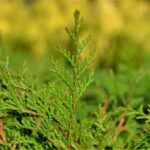 chamaecyparis obtusa pygmaea 1