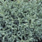 chamaecyparis pisifera boulevard 1