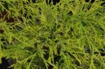 chamaecyparis pisifera filifera aurea nana 2