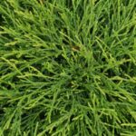 chamaecyparis pisifera filifera sungold 1