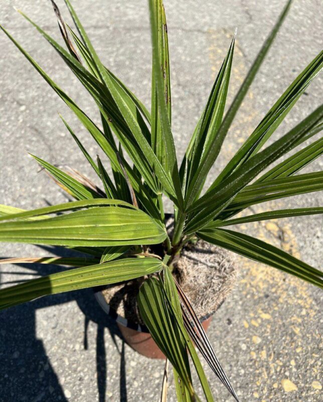 chamaerops humilis palma 1