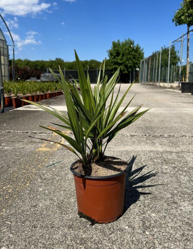 chamaerops humilis palma 2 1