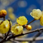 chimonanthus praecox calicanto invernale 2