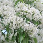 chionanthus virginicus albero della neve 1
