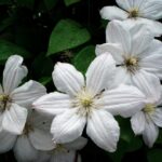 clematis apollonia clematide 1