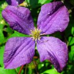 clematis jackmanii clematide