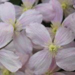 clematis montana rubens clematide