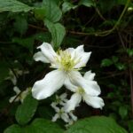 clematis montana wilsonii clematide 1