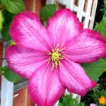 clematis ville de lyon clematide 1