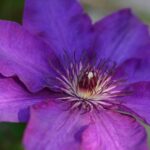 clematis viola clematide