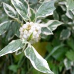 cornus alba elegantissima corniolo bianco 1