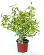 cornus alba gouchaltii corniolo 2
