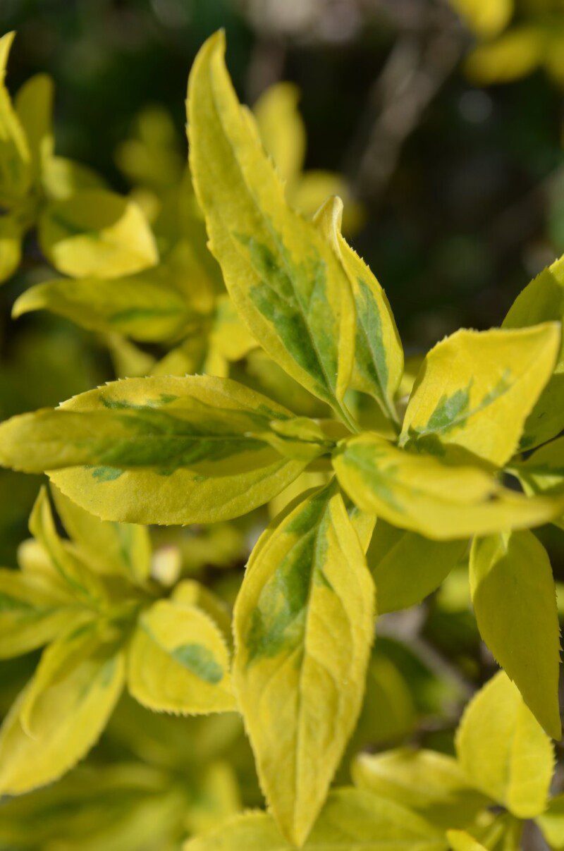 cornus alba gouchaltii corniolo cornus alba gouchaltii corniolo