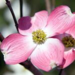 cornus florida cherokee brave 1