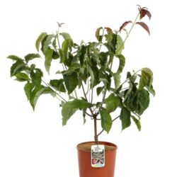 cornus florida cherokee brave