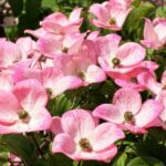 cornus florida cherokee chief 1