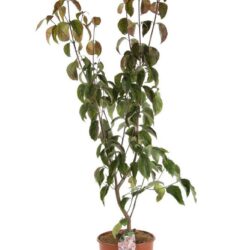 cornus florida cherokee chief